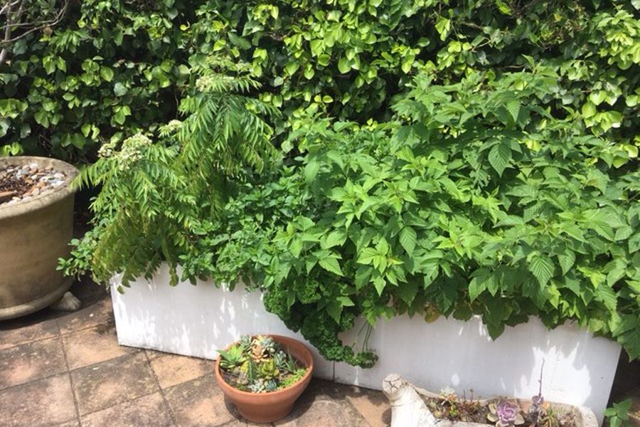 WaterUps wicking cell