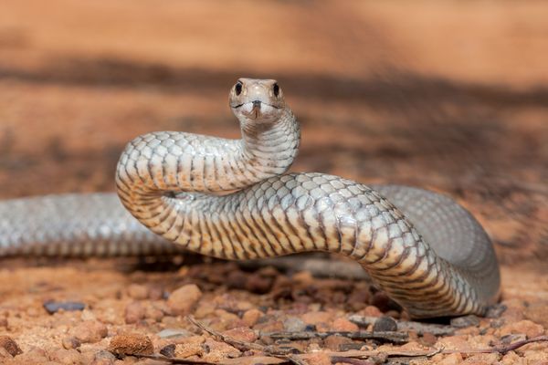 Snake safety guidance 