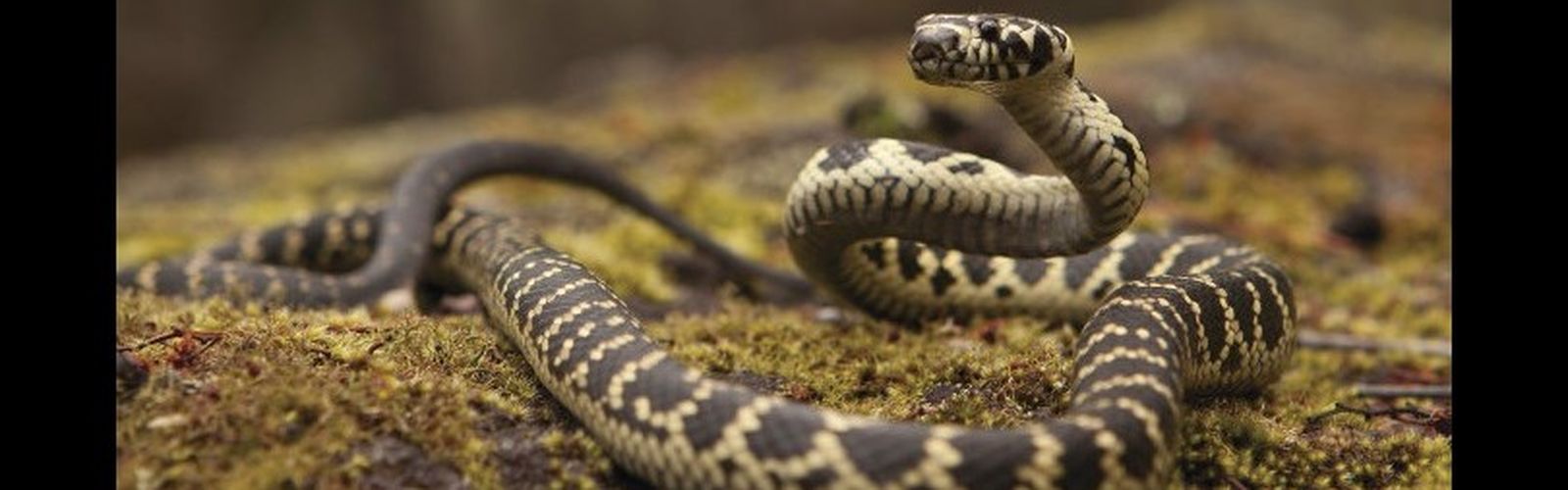 Snake season is always a busy time for regional health care providers..