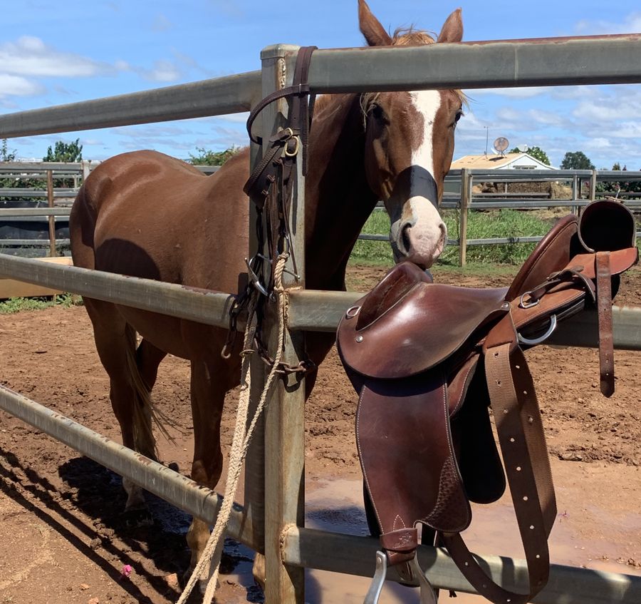 Katie loves her horses and outback life