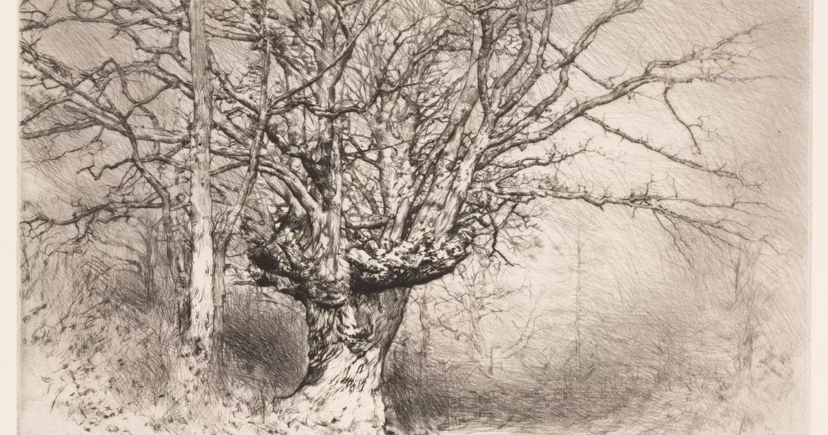 A tree study - AGSA Collection