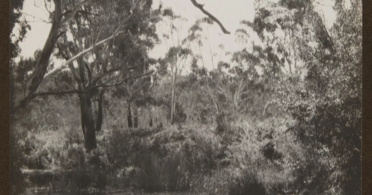 (Bush pond with reflections) - AGSA Collection