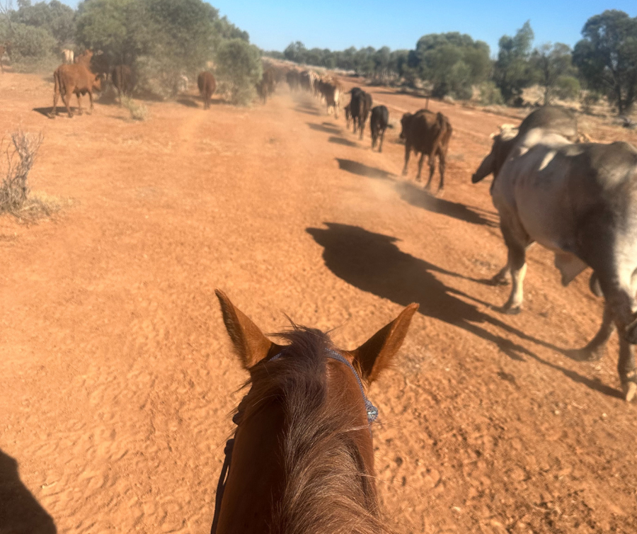 Mustering