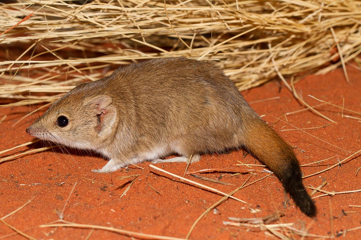 Crest-tailed Mulgara