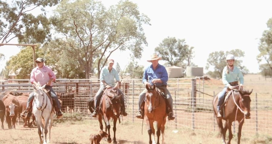 TJ, Kylie and a few helpers were mustering cattle early in the morning