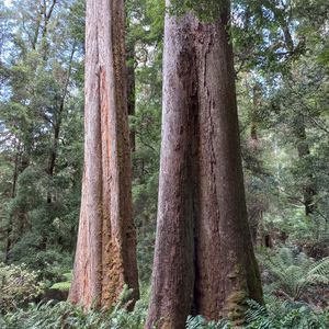 Two tall old growth trees in the Takayna-Tarkine forest in Tasmania
