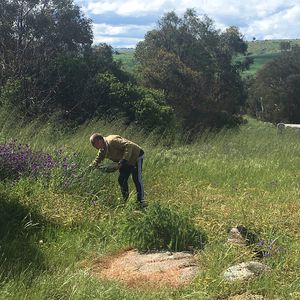 A man collecting flowers and plant material in a field