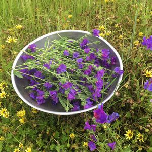 A bowl full of pattersons curse, a purple flower, sitting on the grass