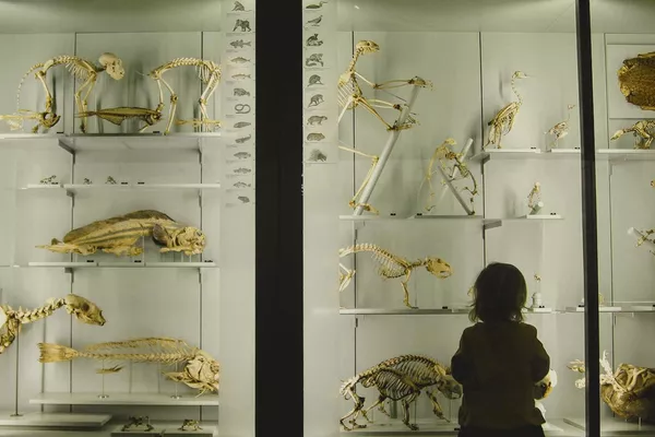 Child gazing at a backlit museum display case full of skeletons and fossils.