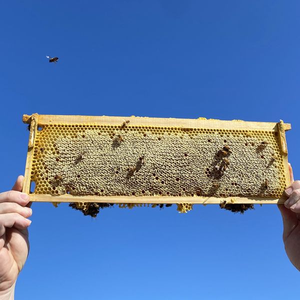 An image of someones arms holding up a single hive frame into the blue sky with honeycomb and bees