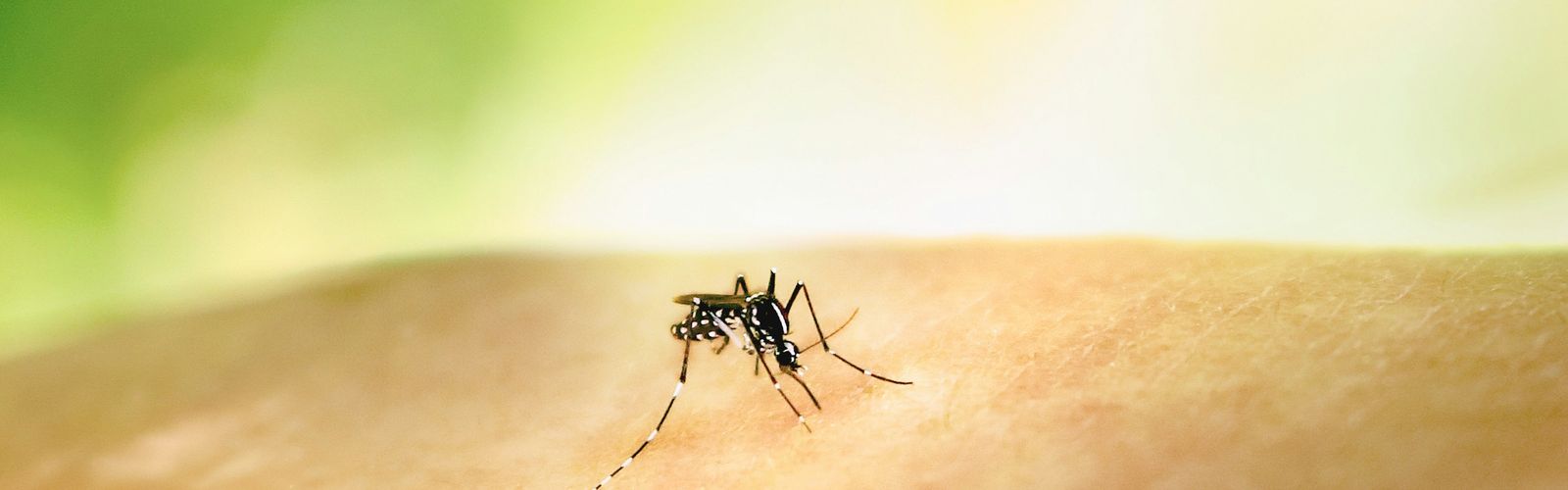 Japanese encephalitis health note