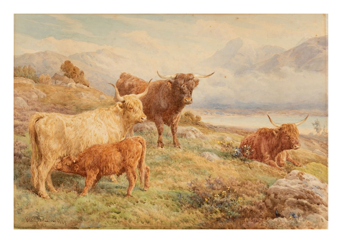 Image of Highland cattle