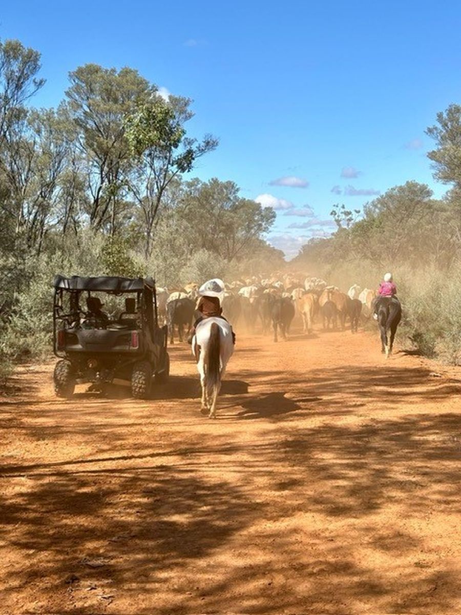 Judy Treloar family muster