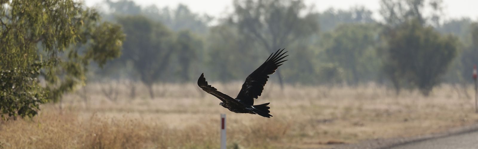 Bird flying. Credit: Alex Mayes and Allan Coker