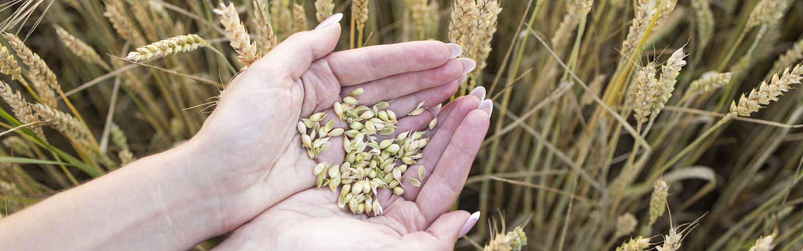 RFDS staff accept a $100k cheque from CBH