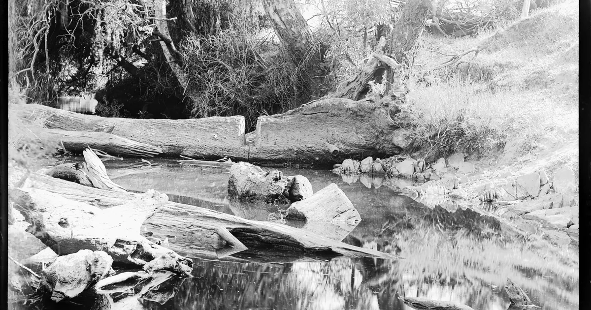 View of creed, tangle of trees at left - AGSA Collection