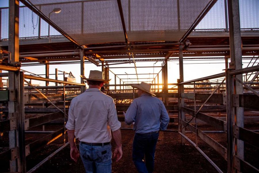 Two people at the Roma Saleyards at sunset.