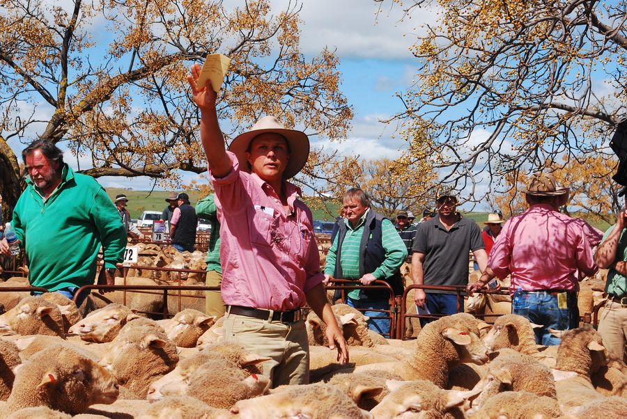 The Great Australian Auction