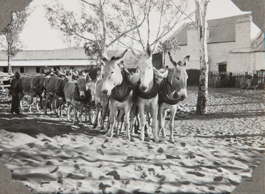 Donkey train at Hermannsburg Mission - AGSA Collection